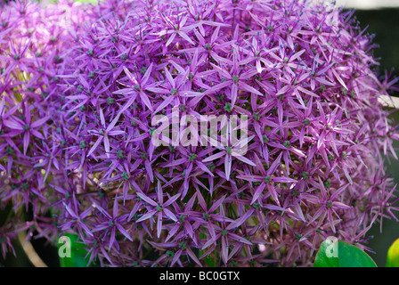 Nahaufnahme von LILIACEAE Allium Globemaster groß lila Blüte setzt sich aus Hunderten von Sterne Shapped Blumen Stockfoto