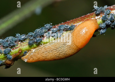 Eine Schnecke und Blattläuse im Wettbewerb um Essen auf Sambucus Nigra "Black Lace" Stockfoto