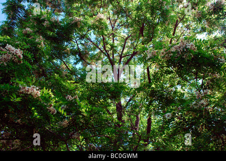 Robinie Baum Robinia Pseudoacacia L blühenden Frühling Stockfoto