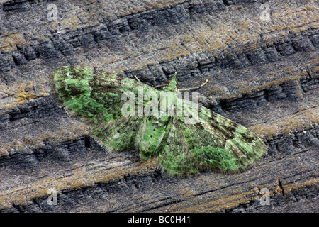 Grün-Mops-Pasiphila rectangulata Stockfoto