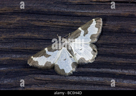 Getrübte Grenze Lomaspilis marginata Stockfoto