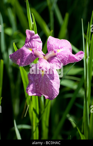 Detail einer leichten lila Japanisch Iris blühen in der Meiji-Jingu-Gyōen Juni Stockfoto