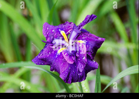 Detail einer lila japanische Iris blühen in der Meiji-Jingu-Gyōen Juni Stockfoto