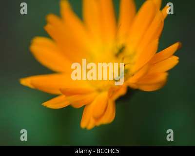Eine sanfte Ringelblumeblume mit zwei grünen Bugs im Inneren. Calendula Officinalis. Stockfoto