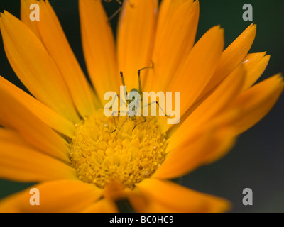 Eine sanfte Blume von Calendula Officinalis mit einem grünen Bug im Inneren. Andere Fehler kann von oben gesehen. Stockfoto
