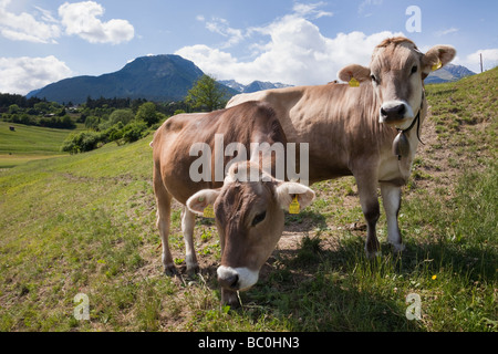 Imst Österreich Europa zwei Kühe tragen Kuhglocken auf einer Almwiese in einem Tal im Sommer Stockfoto