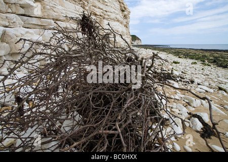 Cliff und Strand Details vom Whitby Küste zeigt gefallenen kleinen Baum am Strand durch Erosion North Yorkshire England Stockfoto