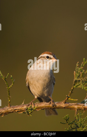 Chipping Sparrow Spizella Passerina Erwachsenen am Berg Zeder Juniperus Ashei Uvalde County Hill Country, Texas USA Stockfoto