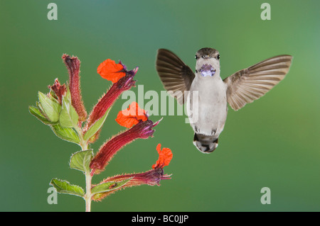 Costa s Kolibris Calypte besteht junges Männchen im Flug Fütterung auf Blume Tucson Arizona USA, September 2006 Stockfoto