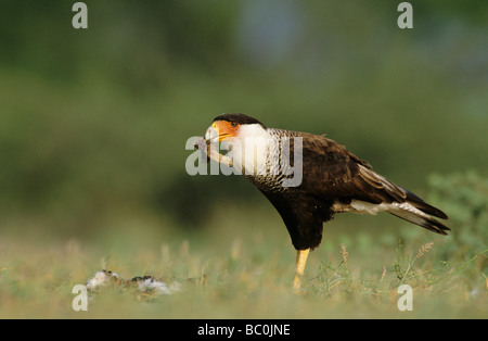 Crested Caracara Caracara Plancus paar Essen am östlichen Cottontail Starr County Rio Grande Valley, Texas USA Mai 2002 Stockfoto