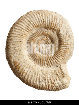 Ammonit Fossil - gerippte Spirale Kopffüsser Stockfoto