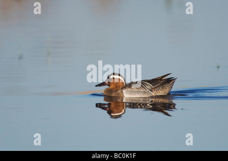 Garganey Anas Querquedula Nationalpark Lake Neusiedl Burgenland Österreich April 2007 Stockfoto