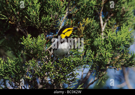 Goldenen Wangen Warbler Dendroica Chrysoparia Mann auf Juniper Tree San Antonio Texas USA April 2003 Stockfoto