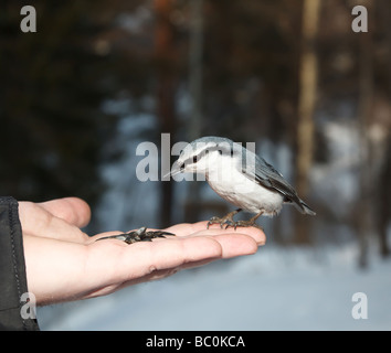 Nussknacker, die Landung auf der menschlichen hand Stockfoto