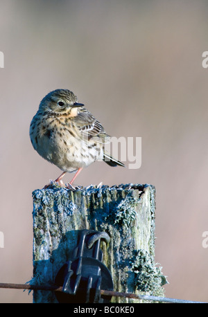 Wiese Pieper Anthus Pratensis stehend auf einen alten Zaun Pfosten Isle of Islay Schottland Stockfoto