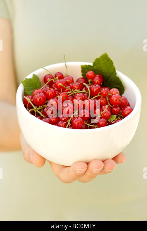 Rote Johannisbeere Ribes rubrum Stockfoto