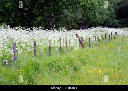 Wilder Kerbel (Anthriscus Sylvestris), blühen Stockfoto