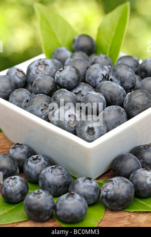 Heidelbeeren (Vaccinium Myrtillus) Stockfoto