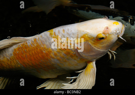 Weiße und gelbe Yamabuki Hariwake Butterfly Koi Fische steigen an die Oberfläche von einem Teich bei Nacht Toronto Stockfoto