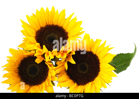 Sonnenblumen, die isoliert auf weißem Hintergrund Stockfoto