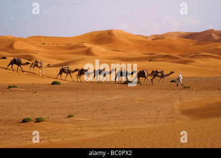 Ein Berber-Mann in traditioneller Kleidung führt einen Kamelen Zug durch die Sahara-Wüste in der Nähe von Merzouga Marokko Nordafrika Stockfoto