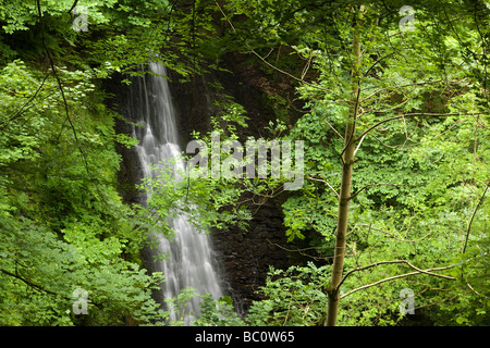 Fallende Foss Wasserfall im Sneaton Wald in North Yorkshire Dales Stockfoto