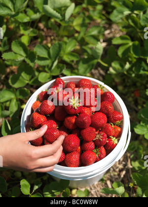 Frau pflücken Erdbeeren auf einem Bauernhof Stockfoto