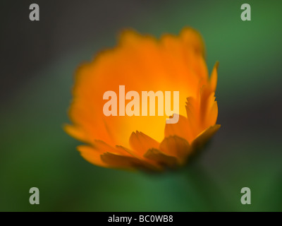 Eine sanfte Ringelblumeblume aus begraben Calendula officinalis Stockfoto