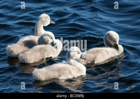 Frühling vier niedliche flauschige Höckerschwan Cygnus Olor Signet auf Burg Loch Rothwesten Dumfries und Galloway Scotland UK Stockfoto