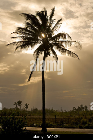 Palme Silhouette gegen die Sonne. Kuba Stockfoto