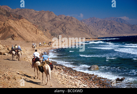 Ein Kamel Zug schlängelt sich rund um die Sinai-Küste auf eine Tauchsafari zu Ras Abu Galum nahe Dahab Sinai Ägypten Stockfoto