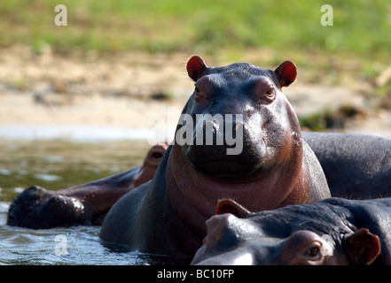 Flusspferde Kazinga Channel, Uganda Stockfoto