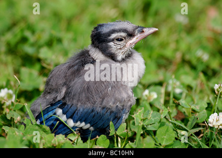 Baby Blue Jay am ersten Tag aus Nest. Stockfoto