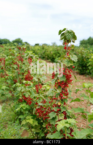 Reife Johannisbeeren auf den Busch zu einem Pick auf dem Bauernhof Ihr eigenes Obst in Cornwall, Großbritannien Stockfoto