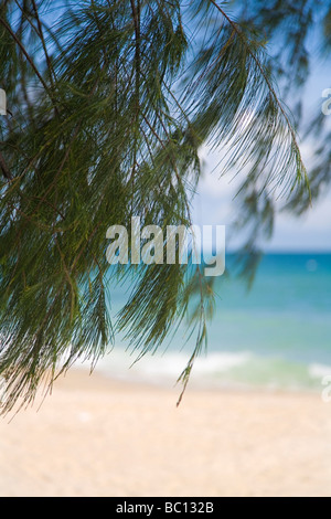 Brise vom Meer mit Strand, Meer und Kiefer Baum in Sihanoukville, Kambodscha Stockfoto