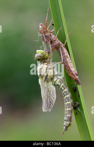 Südlichen Hawker Libelle - entstanden Aeshna Cyanea frisch Stockfoto