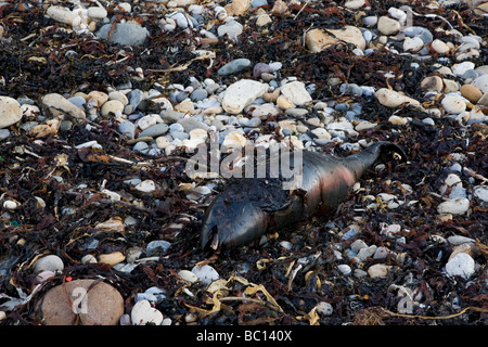 Ein toter Schweinswal am Strand von Robin Hoods Bay in North Yorkshire Stockfoto