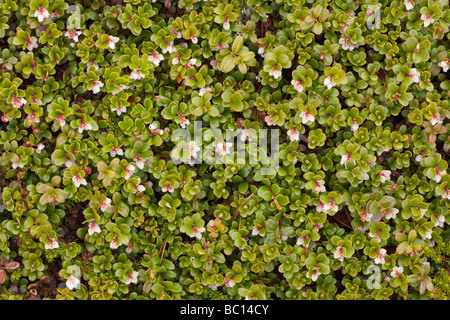 Arctostaphylos Uva Ursi Blüte Hintergrund Stockfoto