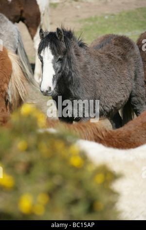 Die Fläche von Pembrokeshire, Wales. Walisische Wildpferde Weiden in der Nähe von St Davids häufig in Pembrokeshire. Stockfoto