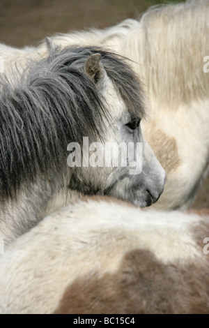 Die Fläche von Pembrokeshire, Wales. Walisische Wildpferde Weiden in der Nähe von St Davids häufig in Pembrokeshire. Stockfoto