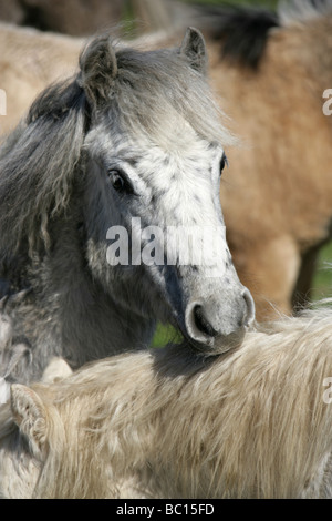 Die Fläche von Pembrokeshire, Wales. Walisische Wildpferde Weiden in der Nähe von St Davids häufig in Pembrokeshire. Stockfoto