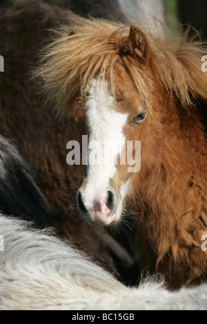 Die Fläche von Pembrokeshire, Wales. Walisische Wildpferde Weiden in der Nähe von St Davids häufig in Pembrokeshire. Stockfoto