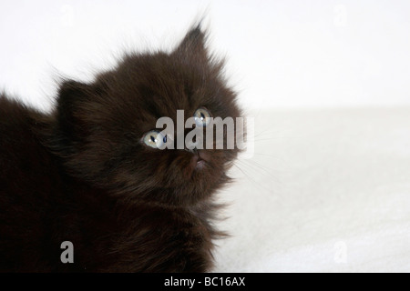 British Longhair Katze Kitten 5 Wochen schwarze Highlander Flachländer Britanica Stockfoto