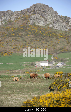 Fläche von St Davids Common, Wales. Bauernhof-Szene in der Nähe der walisischen Stadt von Str. Davids mit Carn Llidi im Hintergrund. Stockfoto