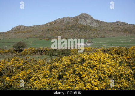 Fläche von St Davids Common, Wales. Bauernhof-Szene in der Nähe der walisischen Stadt von Str. Davids mit Carn Llidi im Hintergrund. Stockfoto