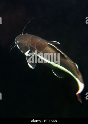 Redtailed oder Redtail Wels, Phractocephalus Hemioliopterus, Pimelodidae.  Auch bekannt als Flat-nosed Wels oder Antenne Wels. Stockfoto