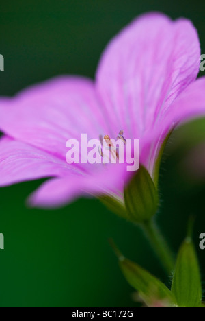 Geranium Endressii, Wargrave Pink. Makroaufnahme einer einzigen Flowerhead. Stockfoto