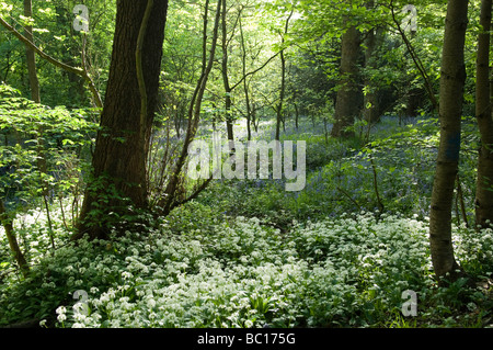 Bärlauch & Glockenblumen in Woolley Wäldern, Sheffield Stockfoto