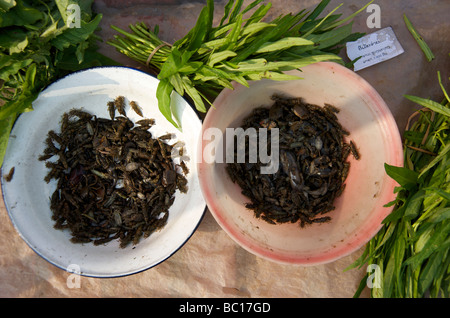 Zwei Schalen des Flusses Larven umgeben von Morning Glory in Luang Prabang Markt Laos Stockfoto