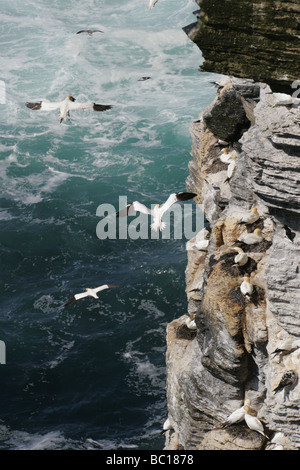 Basstölpel nisten, aufbauend auf den Klippen am Noupe Kopf RSPB Reserve auf Westray, Orkney Inseln, Schottland Stockfoto